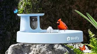 Birdfy Bird Bath Pro Specs, Features, and Value: Is it worth the price tag?